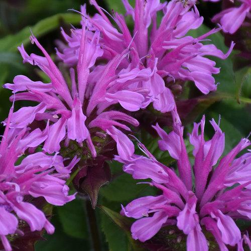 Monarda didyma Pardon My Lavender II PP34131