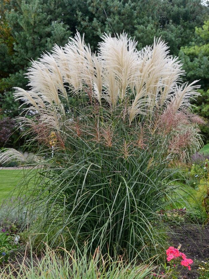 Miscanthus sinensis Encore