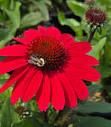 Echinacea Sunmagic® SunMagic® Vintage Red