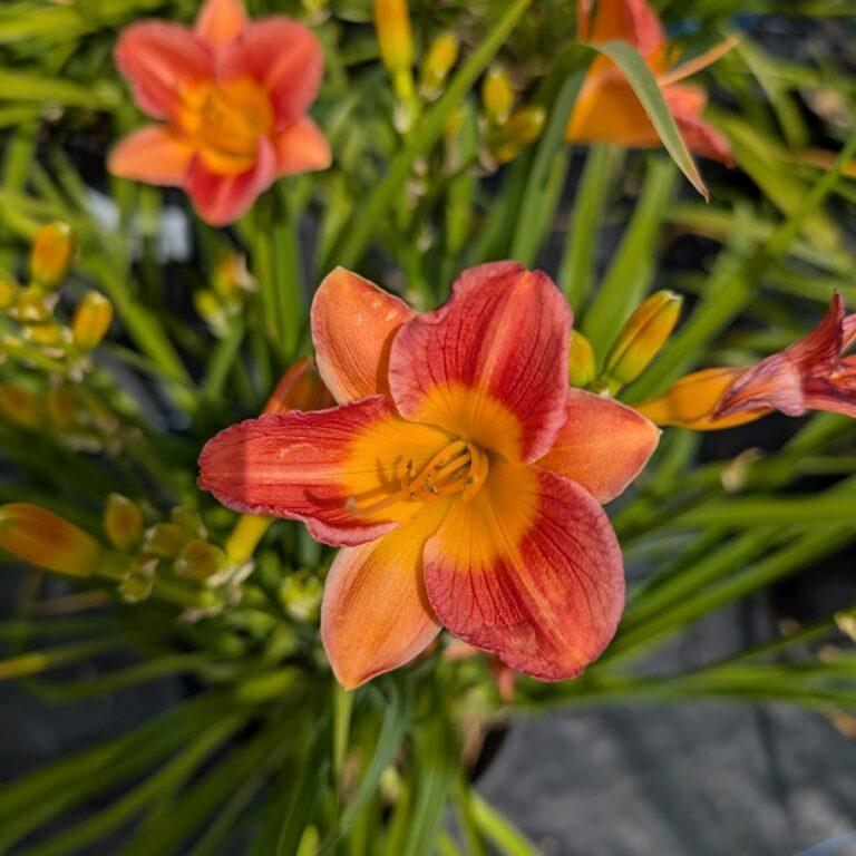 Hemer. BE Citrus Bliss™ PP37089