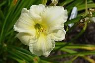 Hemerocallis Joan Senior