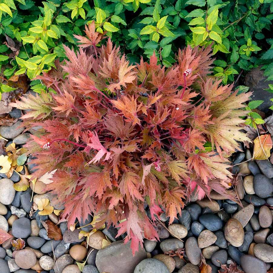 Heuchera FYRE WING™ Amber
