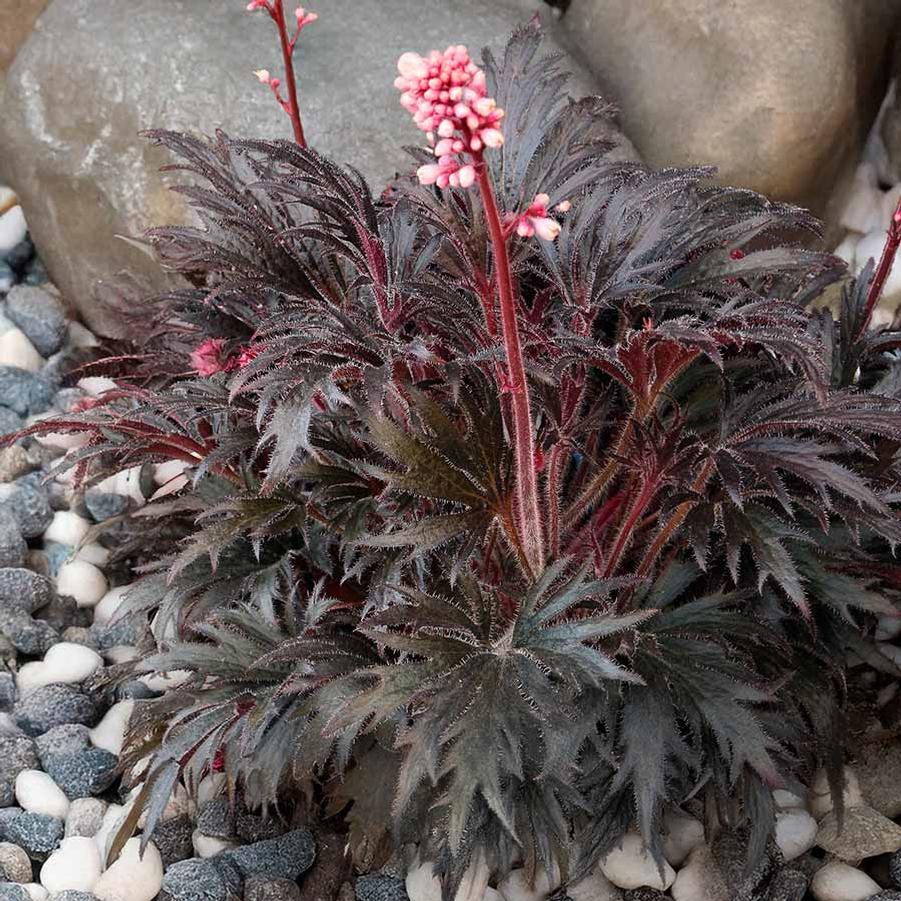 Heuchera FYRE WING™ Jet