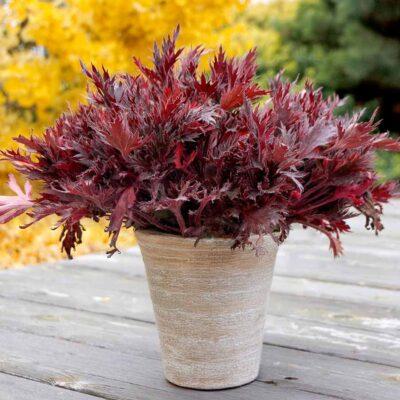 Heuchera FYRE WING™ Spinel
