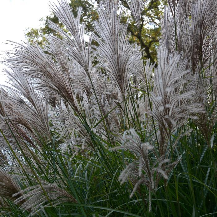 Miscanthus sinensis Oktoberfest