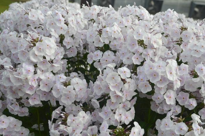 Phlox Fashionably Early Crystal