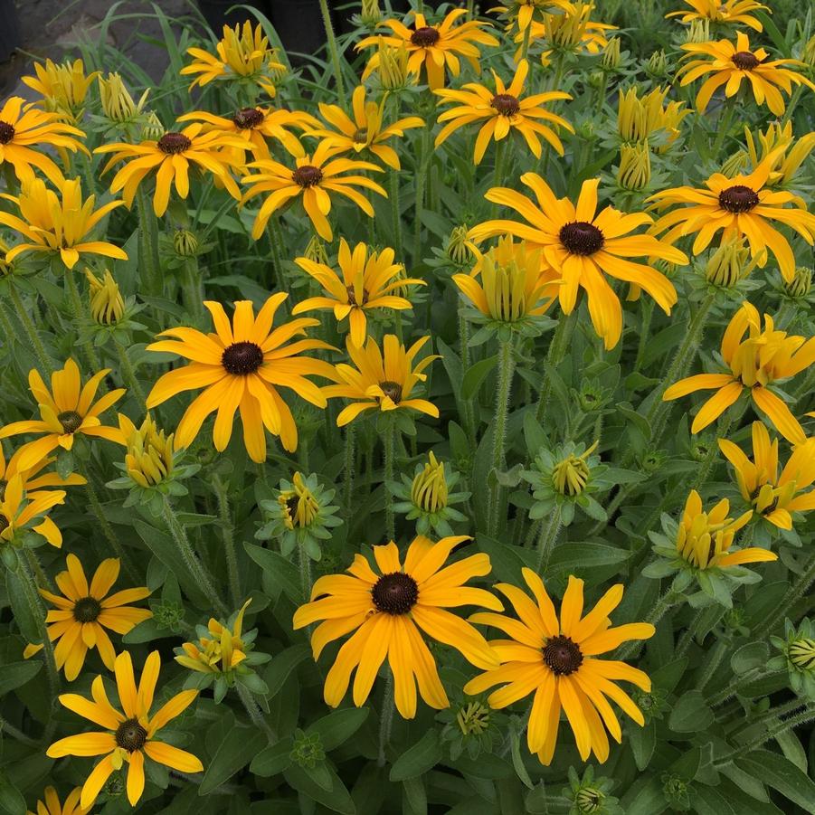 Rudbeckia Glitters Like Gold