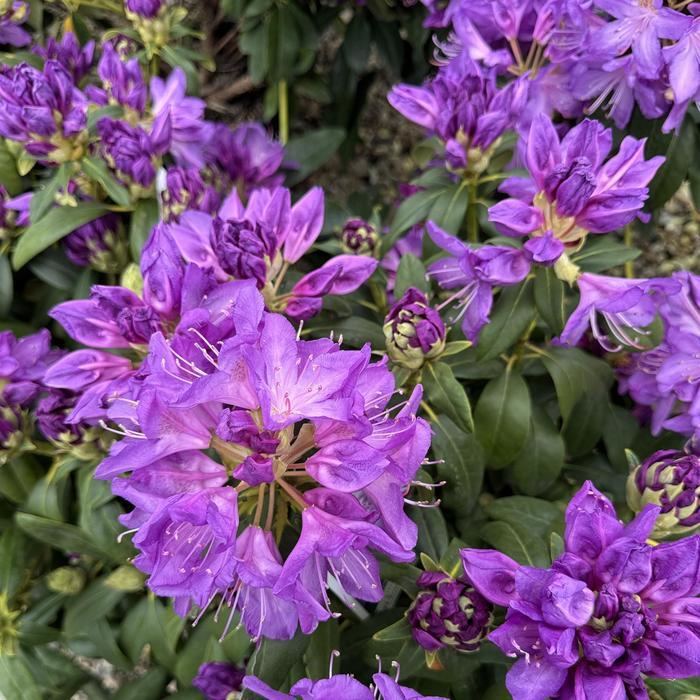 Rhododendron catawbiense Purpureum Elegans