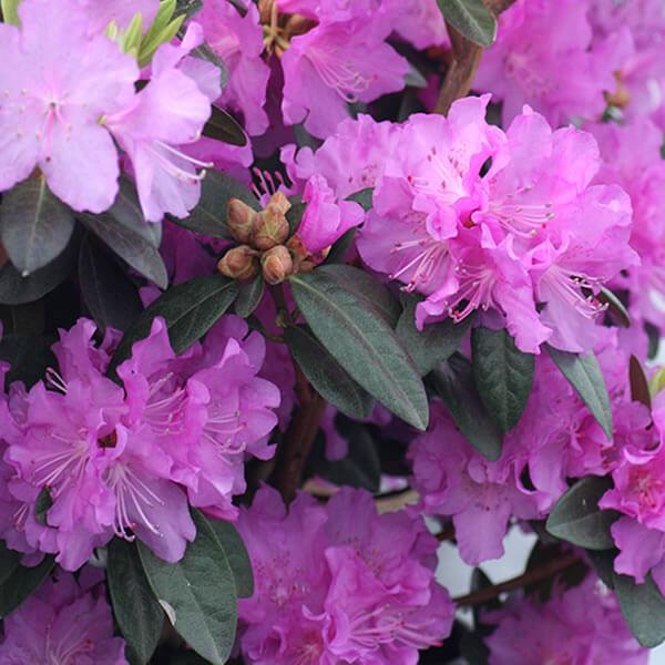 Rhododendron P.J.M.