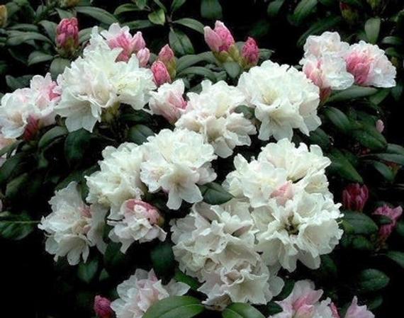 Rhododendron Yaku Princess