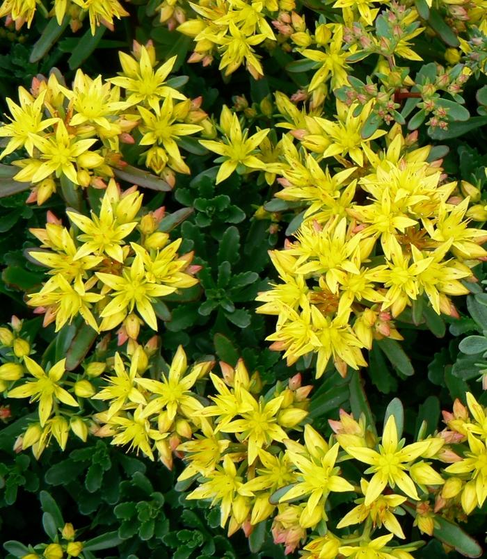 Sedum floriferum Weihenstephaner Gold