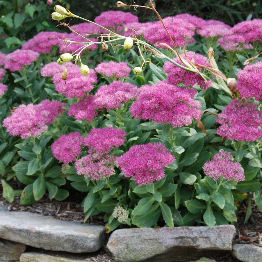 Sedum spectabile Neon
