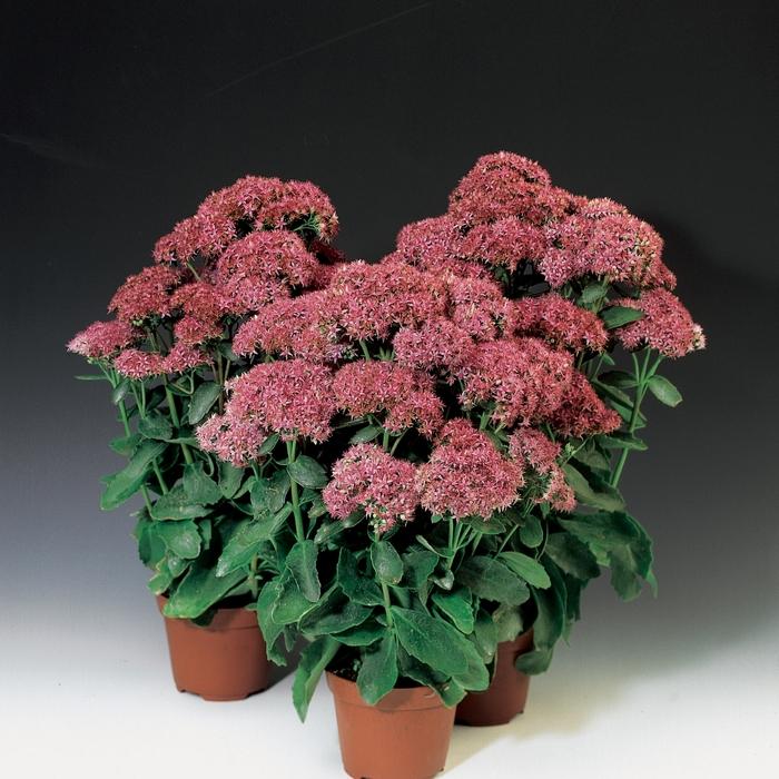 Sedum telephium Munstead Dark Red