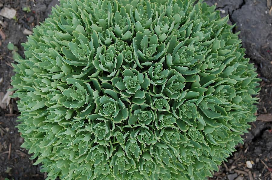 Sedum tatarinowii Thundercloud