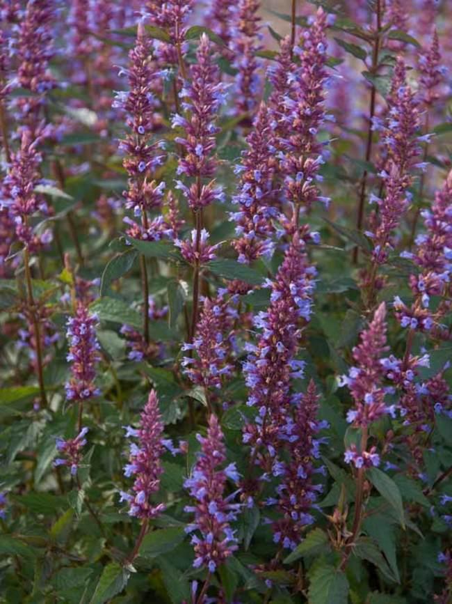 Agastache Purple Haze