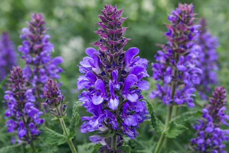 Salvia nemorosa Blue Marvel
