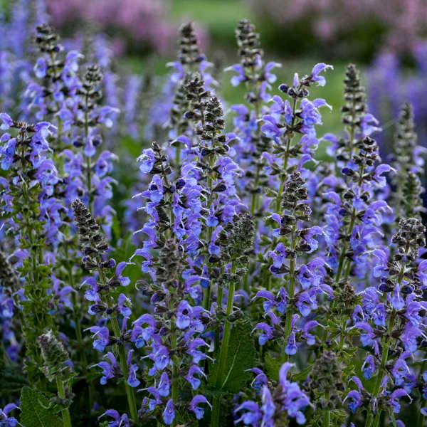 Salvia nemorosa Tidal Pool