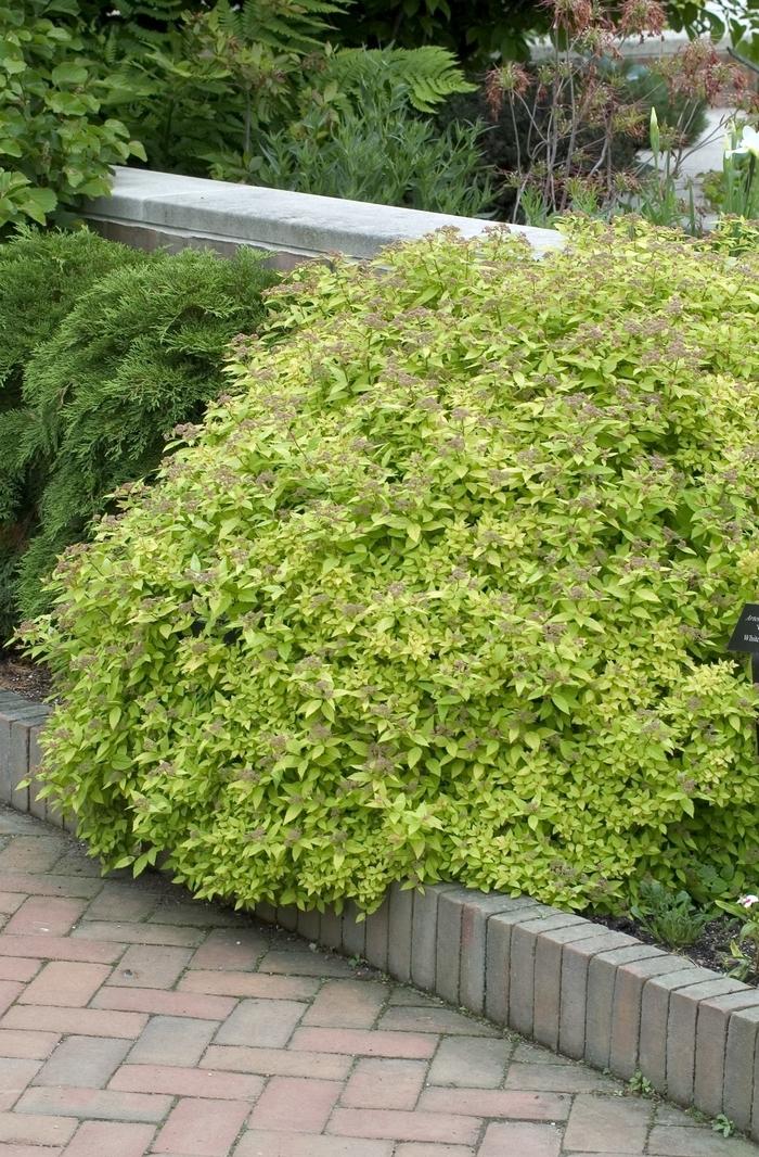 Spiraea japonica Dakota Goldcharm