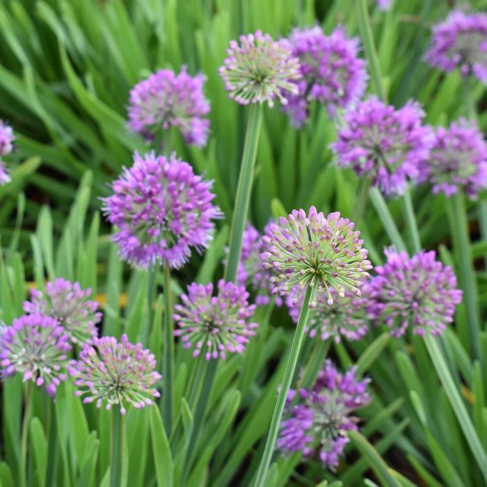 Allium Lavender Bubbles