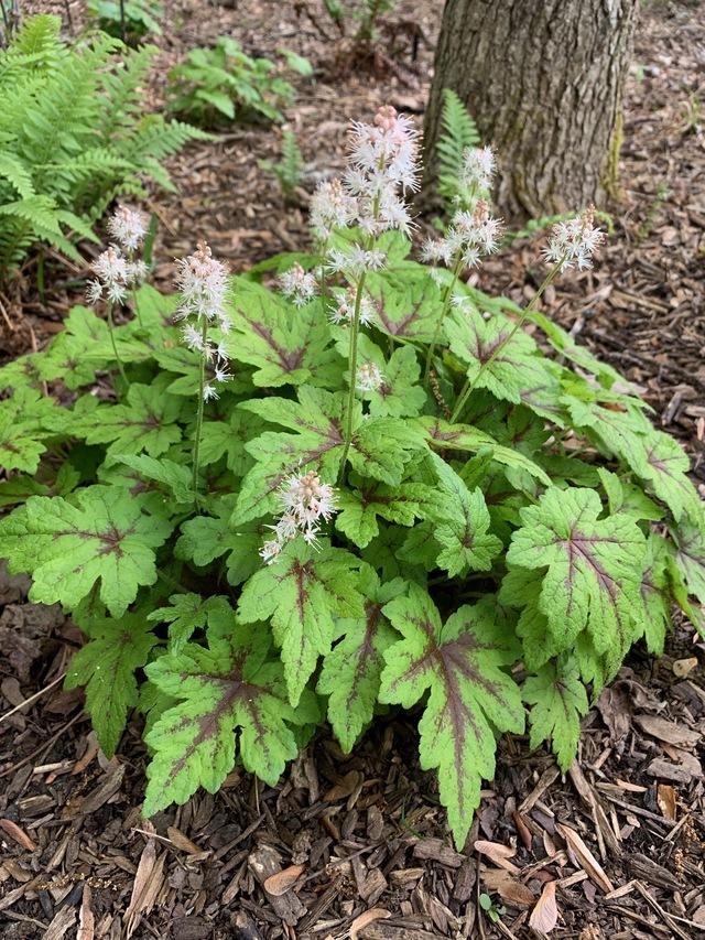 Tiarella Elizabeth Oliver
