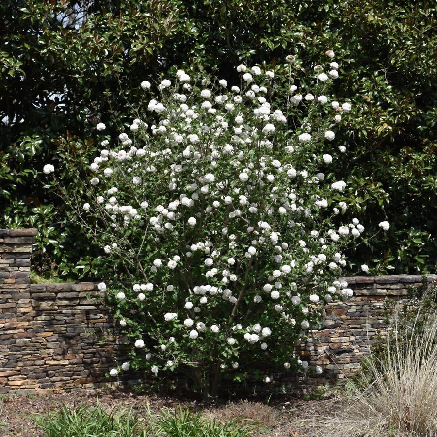 Viburnum x burkwoodii 