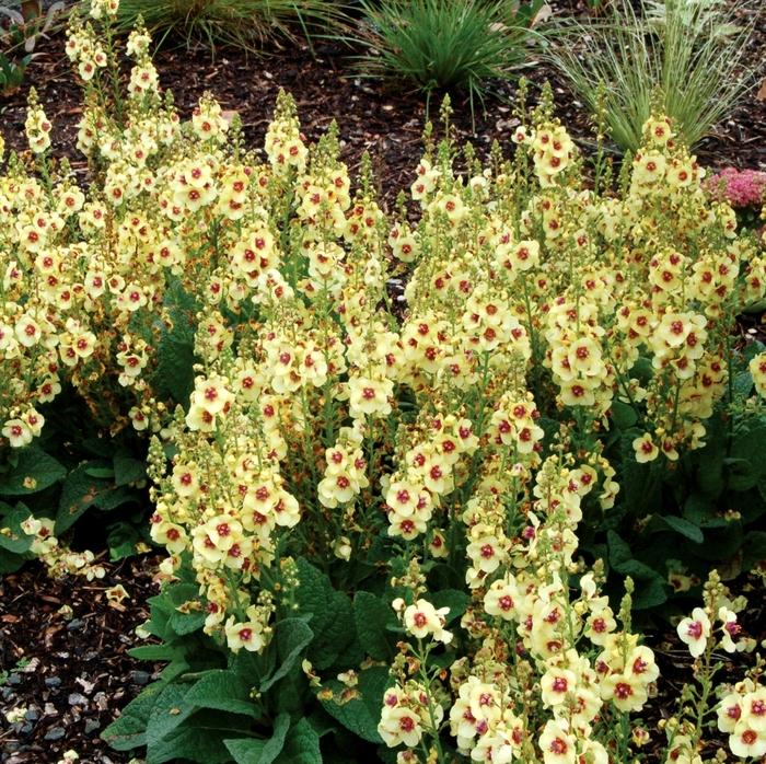 Verbascum Dark Eyes