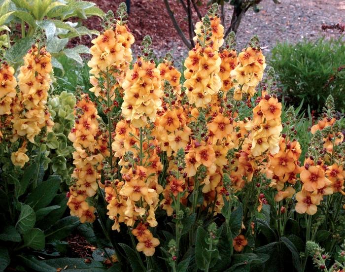 Verbascum Honey Dijon