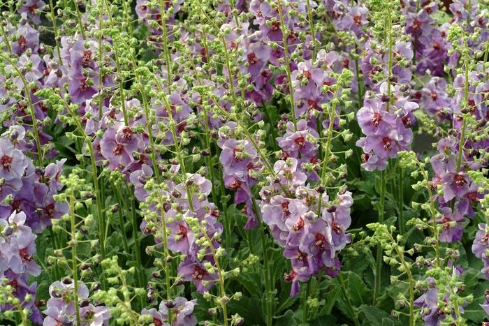 Verbascum Plum Smokey