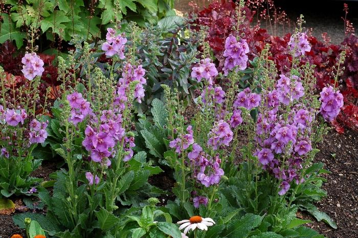Verbascum Sugar Plum