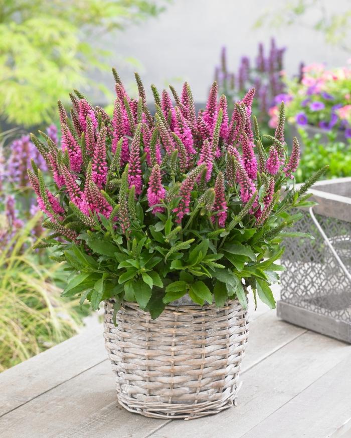 Veronica spicata Bubblegum Candles