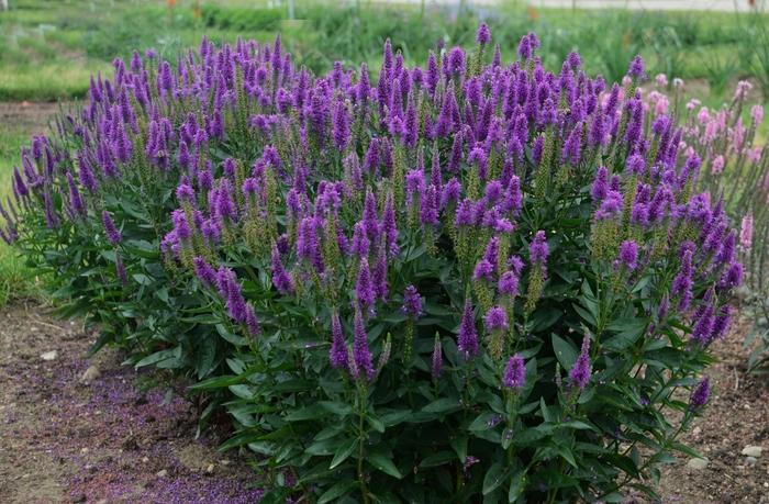 Veronica Very Van Gogh