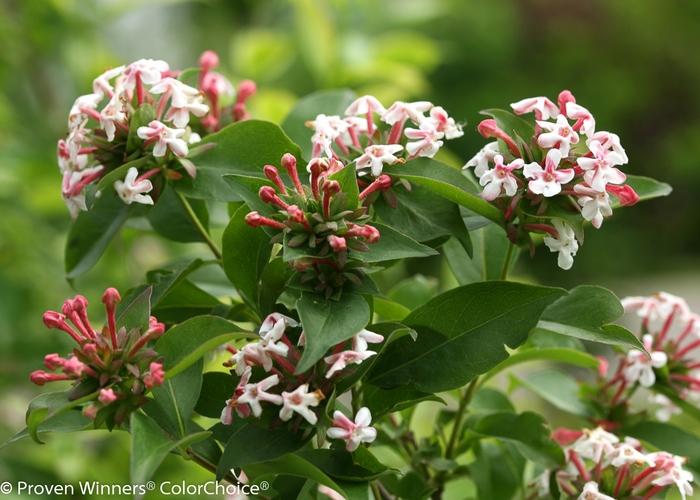 Abelia mosanensis Sweet Emotion Blaze&reg;