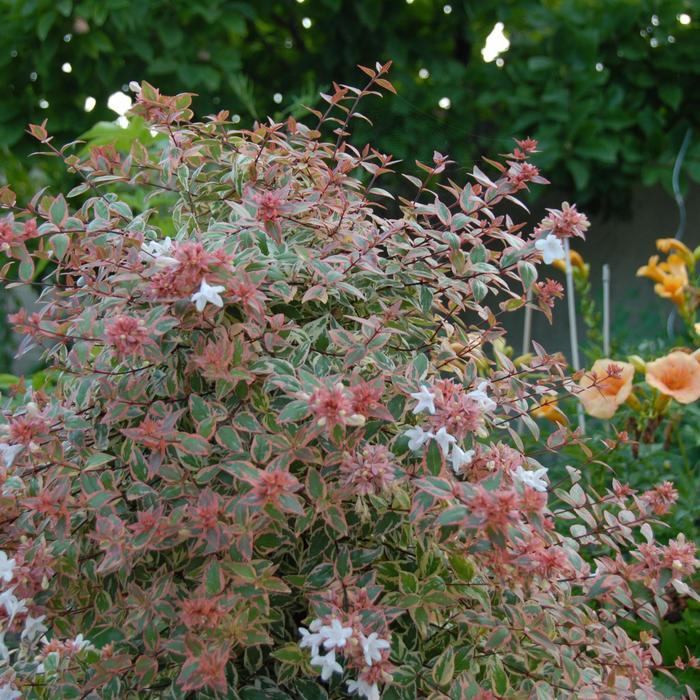 Abelia x grandiflora Tres Amigos&reg;