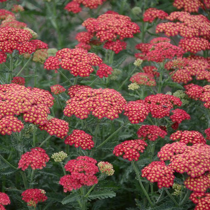 Achillea Firefly Red Pop