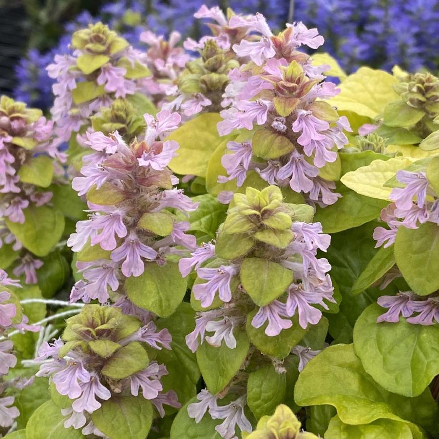 Ajuga Feathered Friends™ Flashy Flamingo PPAF