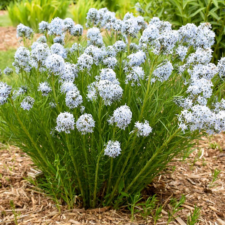 Amsonia String Theory