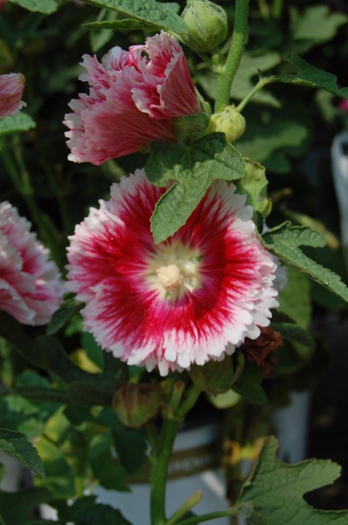 Alcea rosea Fiesta Time