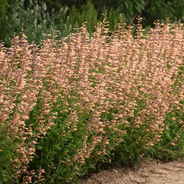 Agastache Meant to Bee® Queen Nectarine PP34896