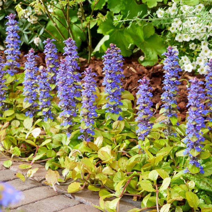 Ajuga Feathered Friends™ Tropical Toucan PPAF