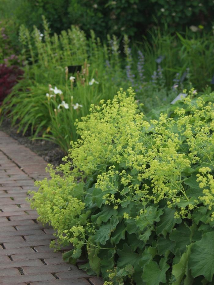 Alchemilla mollis 