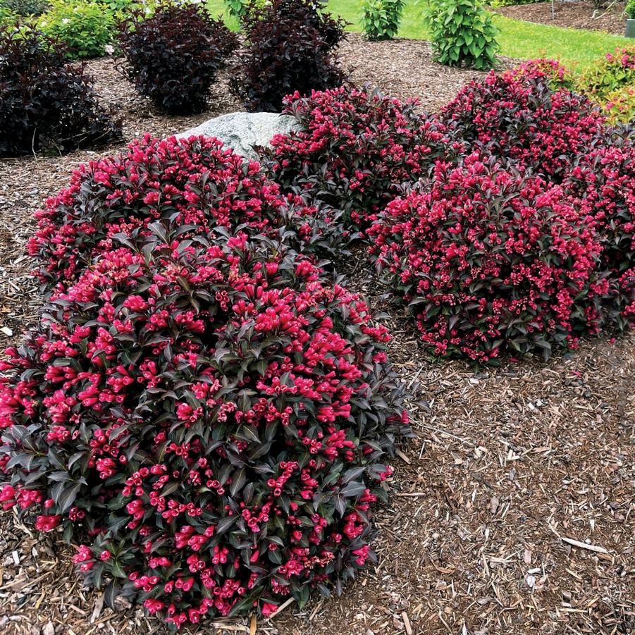 Weigela Electric Love® PP30065