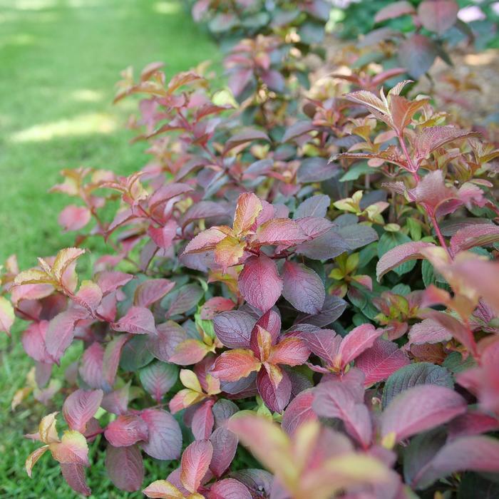 Weigela florida Midnight Sun®