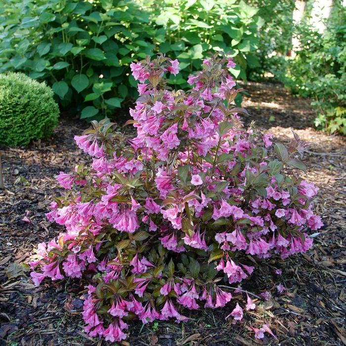 Weigela florida Sonic Bloom® Wine PP35120