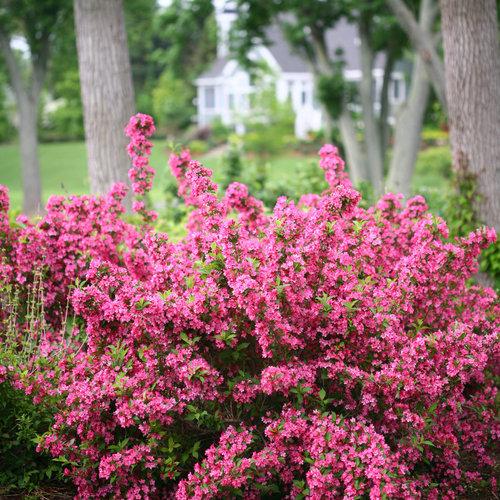 Weigela florida Sonic Bloom® Pink PP24572