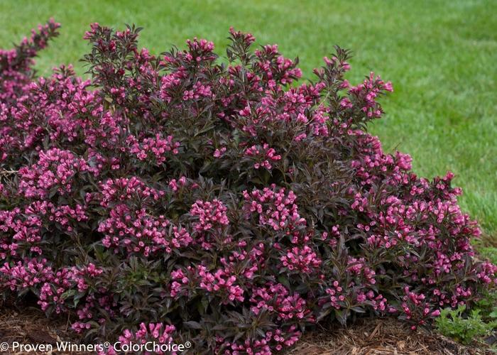 Weigela florida Spilled Wine® PP23781