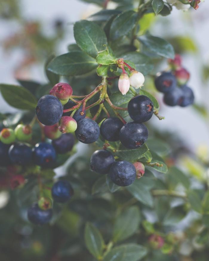 Vaccinium Blueberry Buckle® PP22521