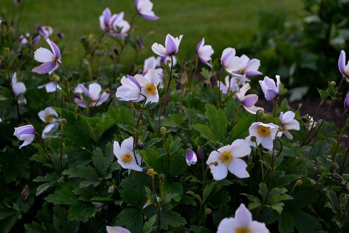 Anemone Wild Swan™ PP23132