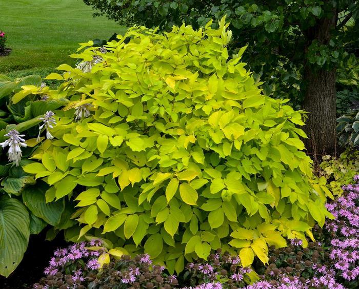 Aralia cordata Sun King