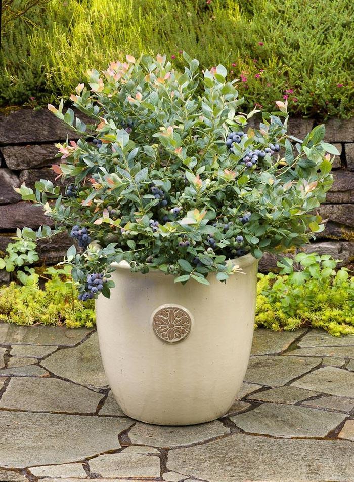 Vaccinium Pink Icing® PP23336