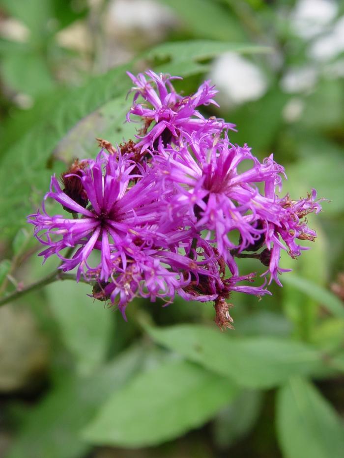 Vernonia noveboracensis 
